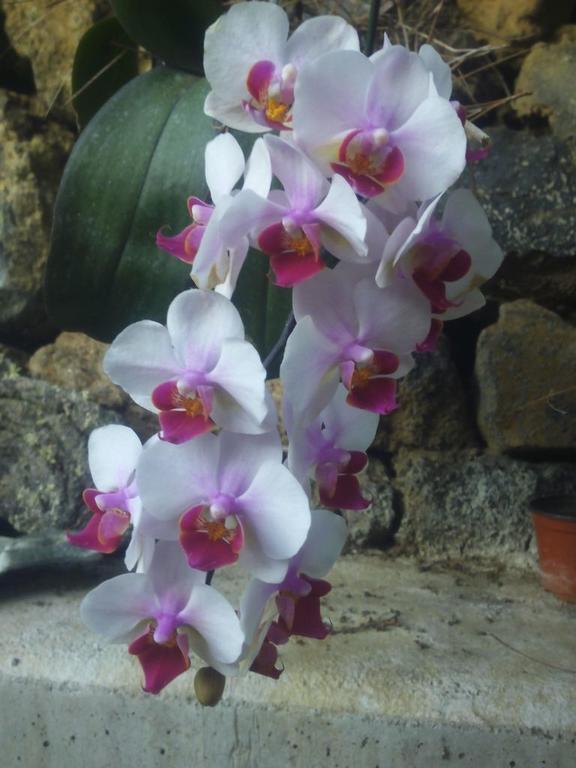 Villa Mamita Los Llanos De Aridane Bagian luar foto
